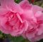 Naturnaher Garten Pflegeleicht Anlegen Luxus Rosenpflege Für Anfänger Rosenpara S Loccum