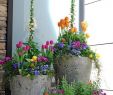 Neulich Im Garten Das Beste Von 35 Inspiring and Lovely Spring Garden Containers Ideas