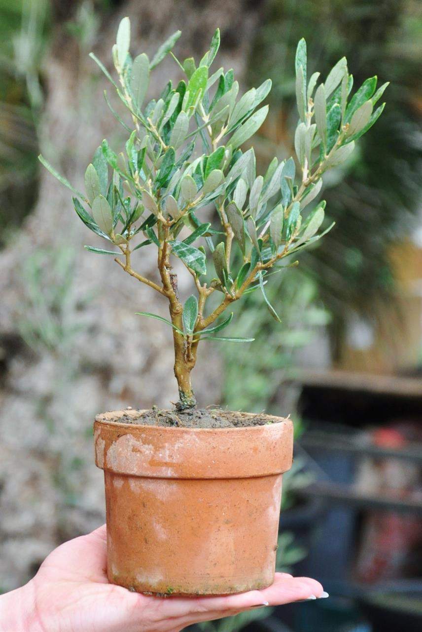 olivenbaum kleiner olivenbaum OLEA EURO 3474 1 1280x1280