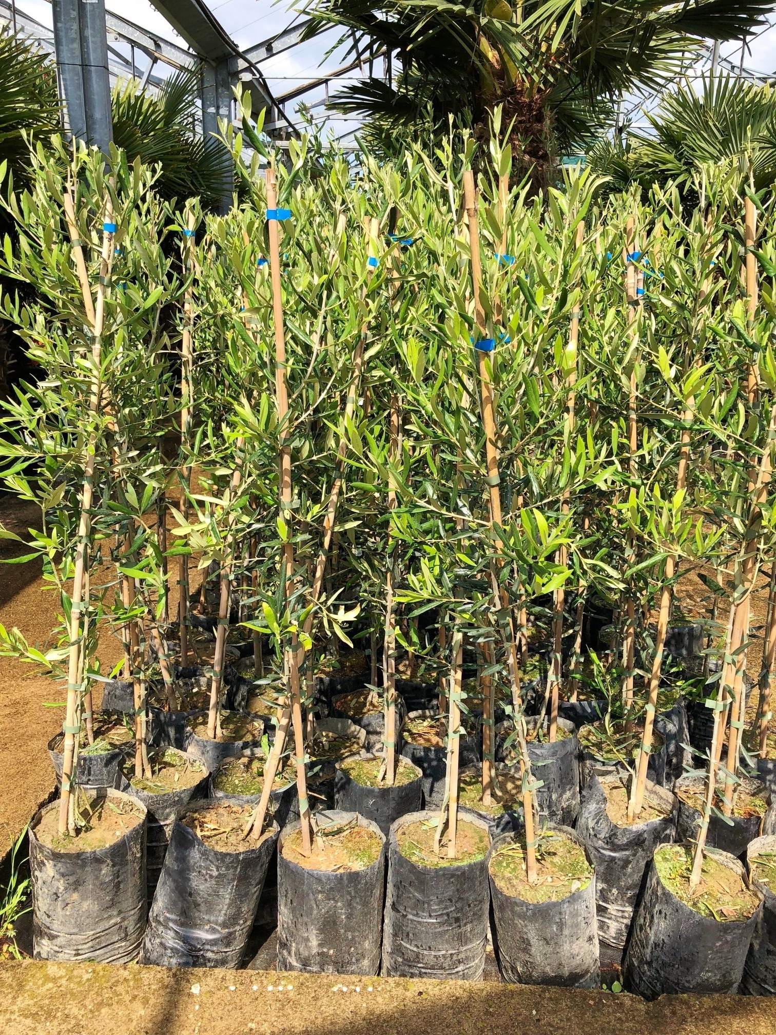 olivenbaum moraiolo bis 20c frostvertraeglich OLEA EURO 3534 1