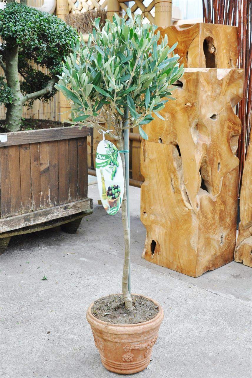 olivenbaum hochstamm terracotta topf OLEA EURO 3472 1 1280x1280