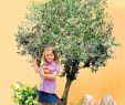 Olivenbaum Im Garten Neu Winterharter Olivenbaum orvieto