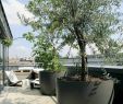 Olivenbaum Im Garten Schön Die 70 Besten Bilder Von Terrasse In 2020