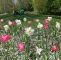 Park Der Gärten In Bad Zwischenahn Das Beste Von Park Der Gärten Bad Zwischenahn Blumen