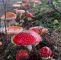 Permakultur Garten Anlegen Einzigartig 26 Neu Pilze Im Garten Bilder Luxus