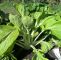 Permakultur Garten Anlegen Einzigartig Bio Saatgut Pak Choi White Celery Mustard