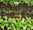 Permakultur Garten Anlegen Genial Gemüse Anbauen Ein Anbauplan In 7 Schritten