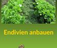 Permakultur Garten Anleitung Inspirierend Anbautipps Für Endivien