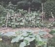 Permakultur Garten Genial Das Ultimative Gartenbeet Ohne Umzugraben