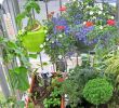 Pflanzen Für Garten Neu Hohe Pflanzen Als Sichtschutz — Temobardz Home Blog