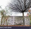 Pflanzen Für Schattigen Garten Genial Leben In Der S Stockfotos & Leben In Der S Bilder Alamy