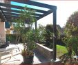 Pflanzkübel Garten Das Beste Von Pflanzen Sichtschutz Terrasse Kübel — Temobardz Home Blog