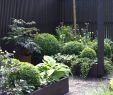 Pflanzkübel Garten Schön Pflanzen Als Sichtschutz Im Kübel — Temobardz Home Blog
