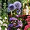Pflegeleichter Garten Bilder Inspirierend Pflanzen Für Deinen Japangarten Jetzt Bestellen