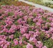 Pflegeleichter Garten Bilder Luxus Bodendeckerrose Palmengarten Frankfurt Adr Rose Rosa Palmengarten Frankfurt