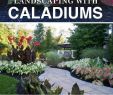 Pflegeleichter Garten Inspirierend Landschaftsgestaltung Leicht Gemacht Mit Caladiums