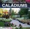 Pflegeleichter Garten Inspirierend Landschaftsgestaltung Leicht Gemacht Mit Caladiums