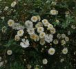 Pflegeleichter Garten Ohne Rasen Genial Rosenschädlinge Und Krankheiten Rosenpara S Loccum