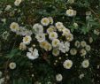 Pflegeleichter Garten Ohne Rasen Genial Rosenschädlinge Und Krankheiten Rosenpara S Loccum