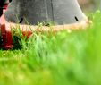 Pflegeleichter Garten Ohne Rasen Reizend Wässern Vertikutieren Säen Düngen Und Kalken Fünf Tipps Zur Rasenpflege