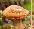 Pilze Im Garten Bestimmen Inspirierend Pilze Die Wichtigsten Arten Entdecken Und Bestimmen Gu Naturtitel