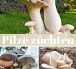 Pilze Im Garten Bestimmen Reizend Die 119 Besten Bilder Von Pilze In 2019