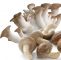 Pilze Im Garten Bilder Das Beste Von Bio Edel Pilzmix Shiitake Kräuterseitling
