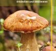 Pilze Im Garten Bilder Das Beste Von Pilze Die Wichtigsten Arten Entdecken Und Bestimmen Gu Naturtitel