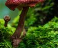 Pilze Im Garten Bilder Einzigartig A Beautiful Variety Of Bolete Mushroom Not An Amanita as