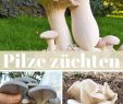 Pilze Im Garten Bilder Genial Die 119 Besten Bilder Von Pilze In 2019