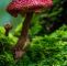 Pilze Im Garten Neu A Beautiful Variety Of Bolete Mushroom Not An Amanita as