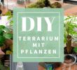 Pinterest Deutsch Garten Elegant Diyoase Glas Mit Pflanzen Pflanzenterrarium Terrarium