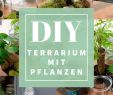 Pinterest Deutsch Garten Elegant Diyoase Glas Mit Pflanzen Pflanzenterrarium Terrarium