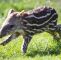 Post Zoologischer Garten Neu Spotted Dublin Zoo Wel Es Adorable Baby Tapir