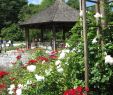 Ratgeber Garten Luxus Datei Augsburg Bot Garten Am Rosenpavillon –