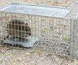 Ratten Im Garten Bekämpfen Frisch Rattenbekämpfung Im Garten so Werden Sie Sie Los