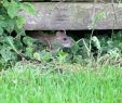 Ratten Im Garten Bekämpfen Genial Heinsohn