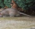 Ratten Im Garten Bekämpfen Genial Ratten Rattenbekämpfung In Wuppertal
