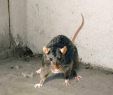 Ratten Im Garten Bekämpfen Inspirierend 20 Awesome Ratten Im Garten Meldepflicht Ideas