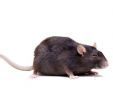 Ratten Im Garten Bekämpfen Inspirierend Ratten Im Garten Bekämpfen Besten Tipps