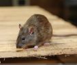 Ratten Im Garten Bekämpfen Inspirierend Ratten Im Garten Was Tun so Bekämpfen Sie