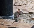 Ratten Im Garten Bekämpfen Inspirierend Ratten Im Haus toilette