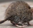 Ratten Im Garten Bekämpfen Luxus Rattenbekämpfung In Erfurt Fachbetrieb Destra