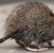 Ratten Im Garten Bekämpfen Luxus Rattenbekämpfung In Erfurt Fachbetrieb Destra