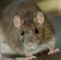 Ratten Im Garten Bekämpfen Neu Ratten Im Haus Erkennen Vu64