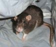 Ratten Im Garten Bekämpfen Neu Tipps Gegen Ratten Im Haus so Hat Plage Schnell Ein