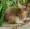 Ratten Im Garten Bekämpfen Reizend Ratte Oder Maus Im Garten Jp26