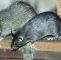 Ratten Im Garten Bekämpfen Reizend Ratten Vertreiben Und Bekämpfen Tipps Gegen Ratten Im Haus