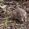 Ratten Im Garten Bekämpfen Schön Ratten Im Garten Erkennen Und Effektiv Bekämpfen Haus