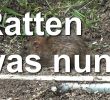 Ratten Im Garten Löcher Einzigartig Ratten Im Bienen Garten Und Nun